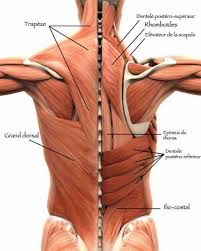 Les différents muscles du bas du dos
